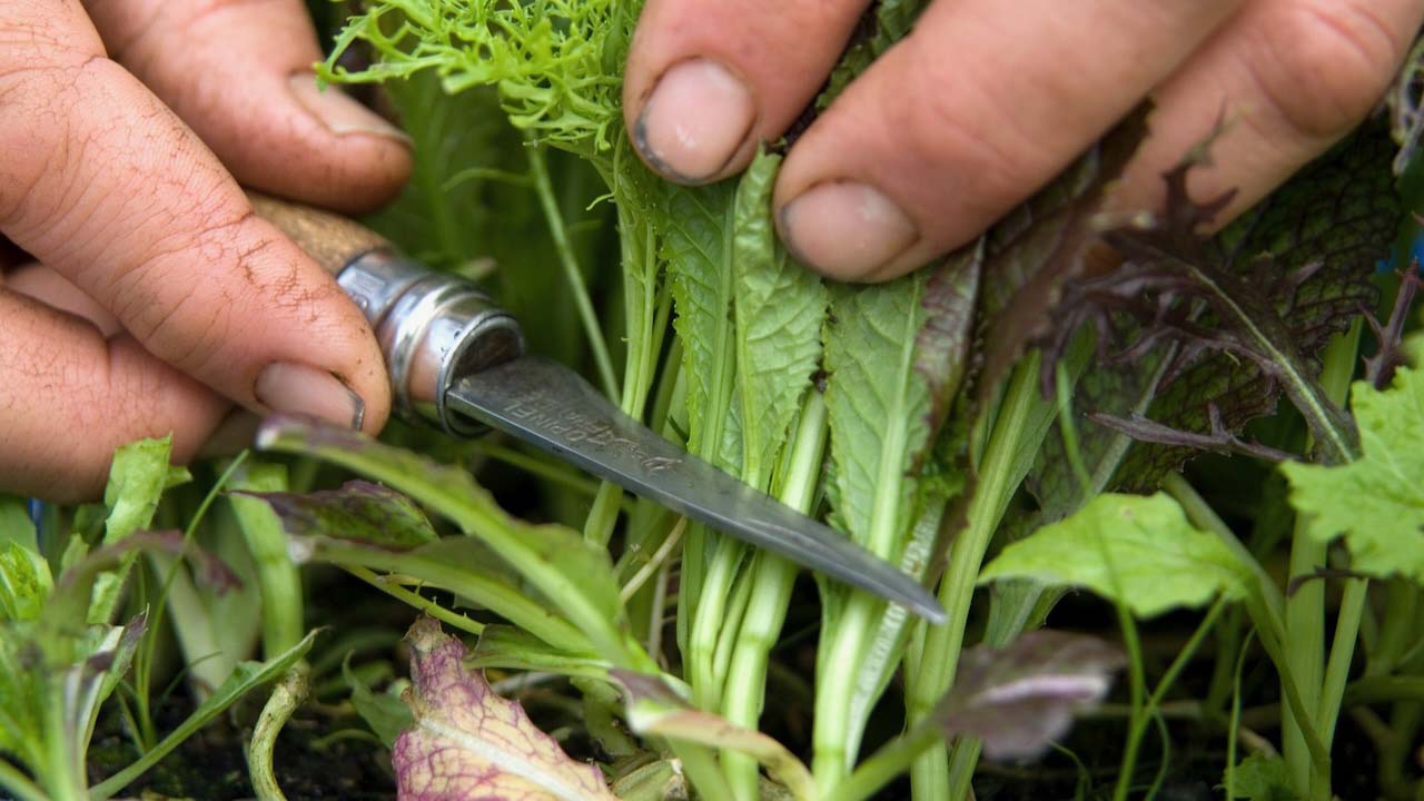 Someone harvesting micro salad leaves at Charles Dowding's veg garden in Somerset.