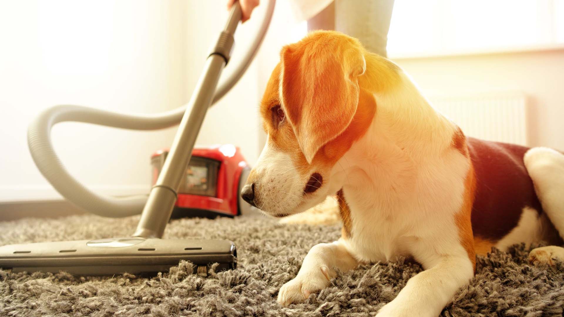 Dog on carpet with vacuum cleaner