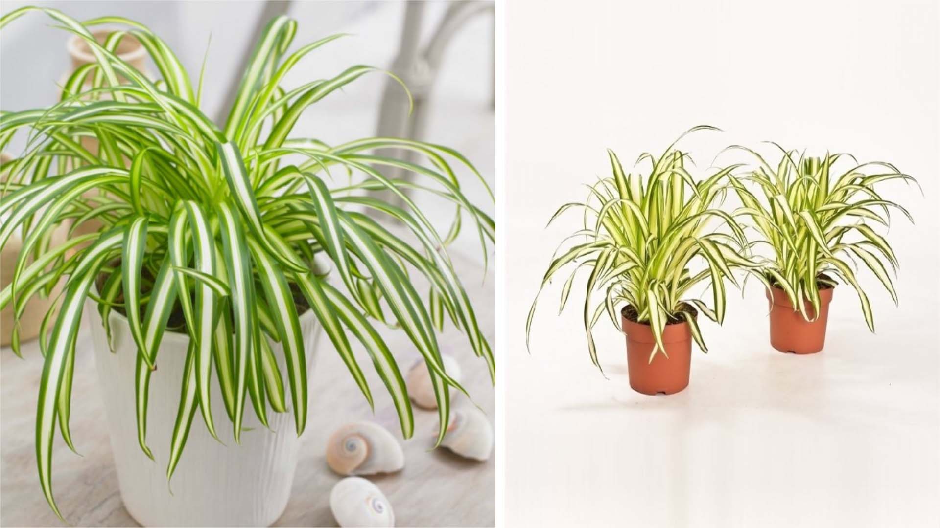 One spider plant in a white vase on top of a light surface decorated with a few cream shells on the left and two other small pots on a white floor on the right