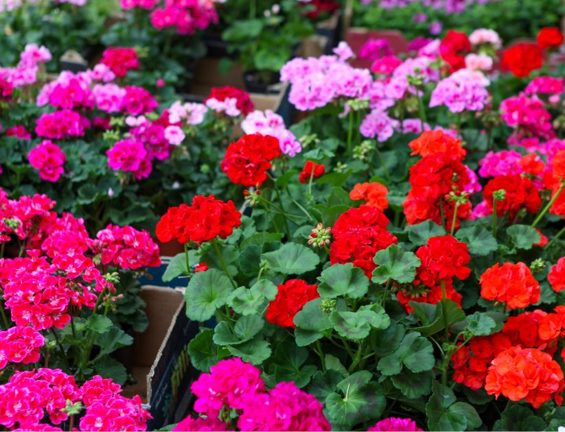 Colourful geraniums