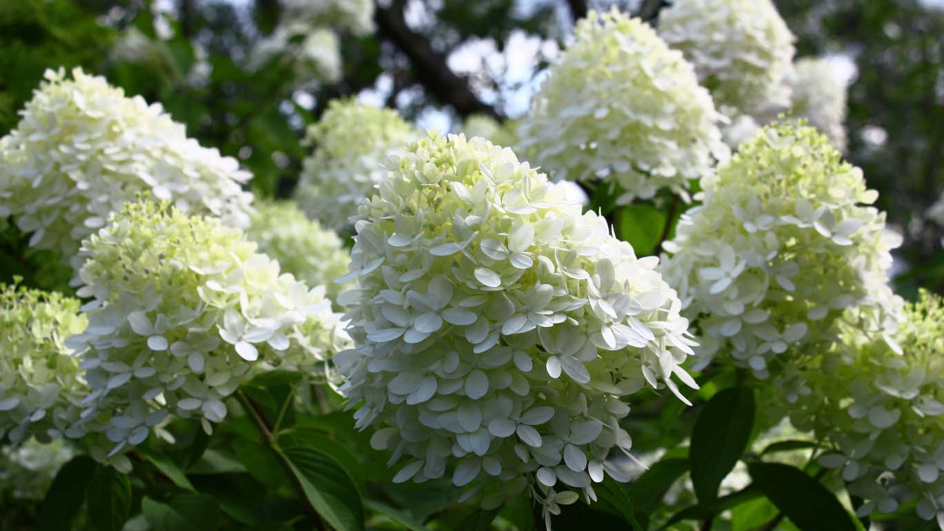 Close up of Limelight flowers in the garden