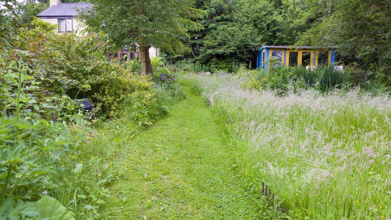 A mown path through a wildlife-friendly in Mold, North Wales with a small blue and yellow shed on the right and large mature trees at the end
