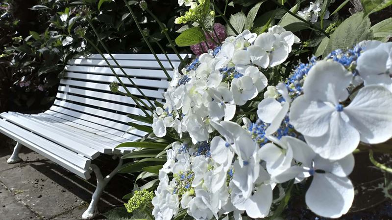 Vintage bench painted in white matching with the flowers