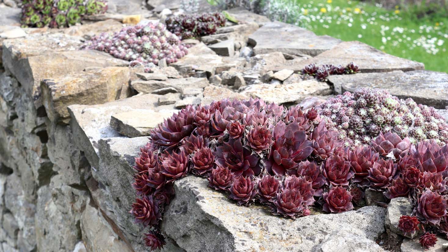 Sempervivum growing on a stone wall border
