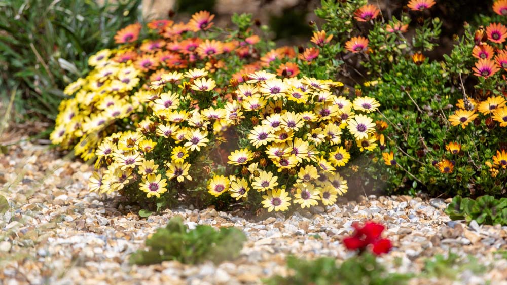 Rockery flowers growing in the edge of a gravel