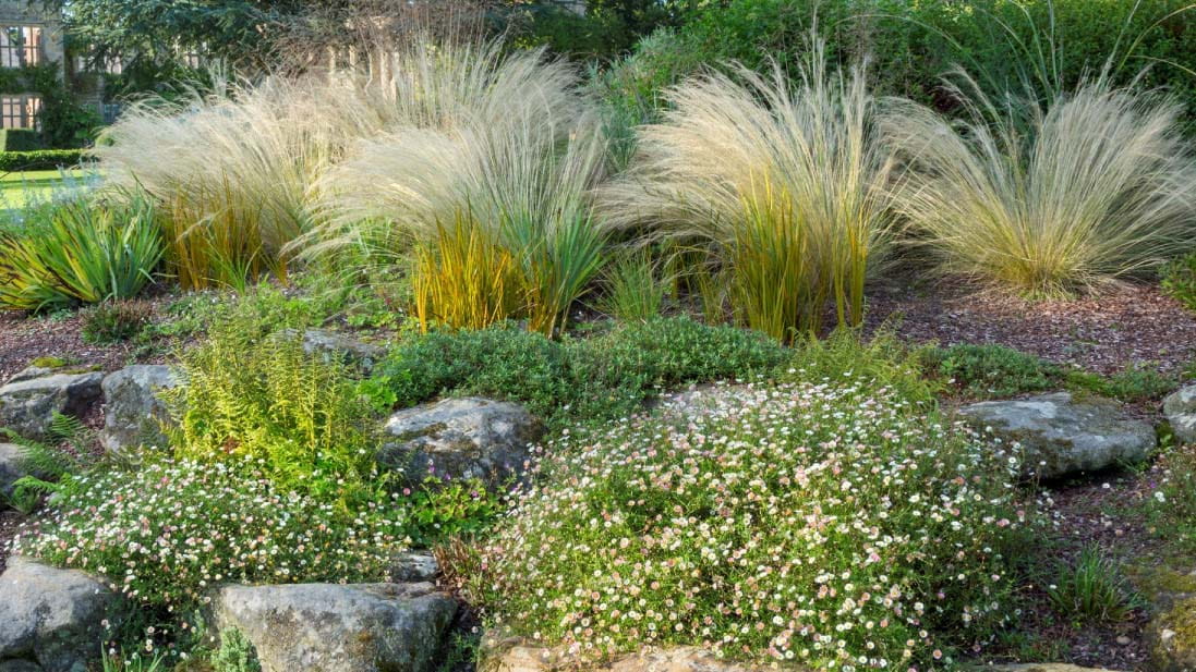 Rustic stone path with Ornamental Grasses and white wildflowers