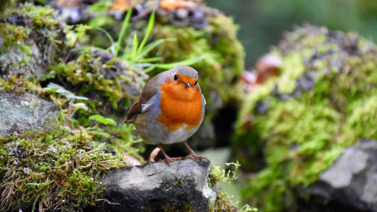 Close up of a Robin bird on top of a garden rock
