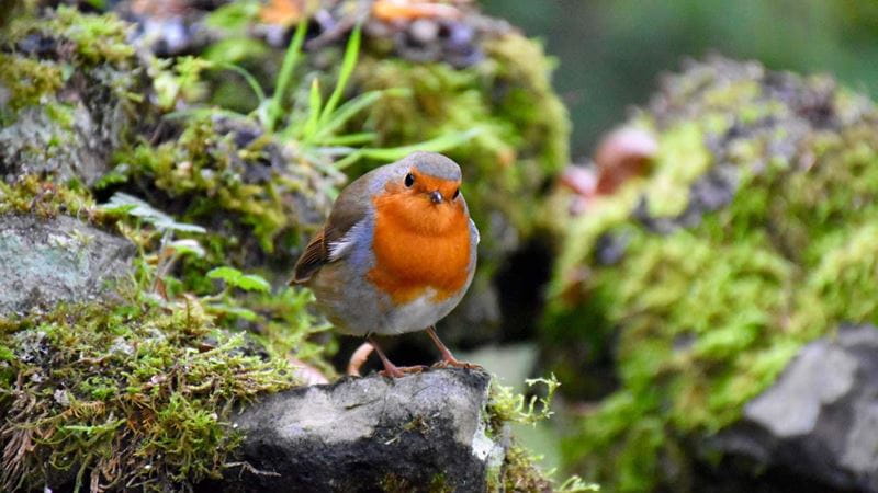 Close up of a Robin bird on top of a garden rock