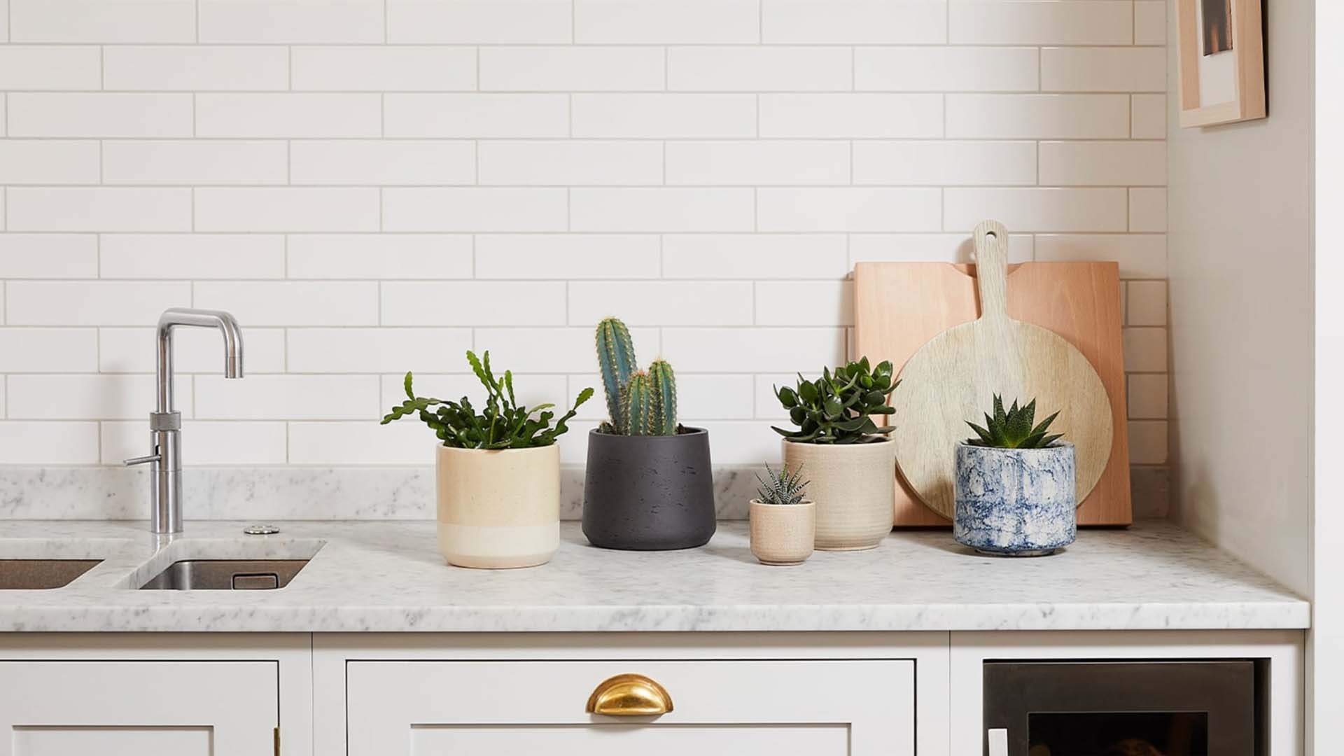kitchen worktop with display of cacti in pots