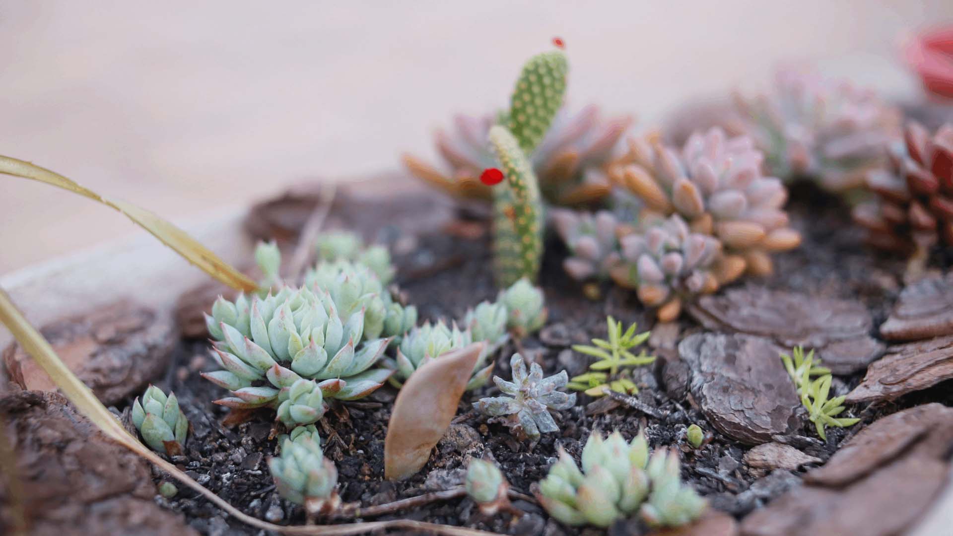 Miniature rockery with succulent plants