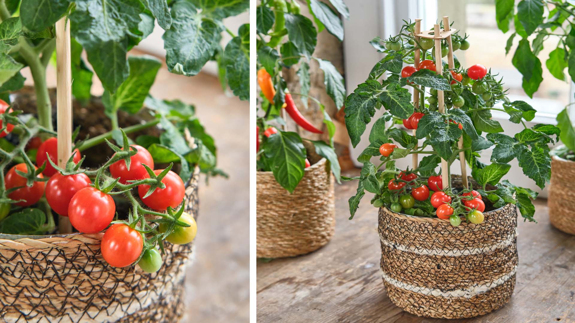 Tomato and pepper pots placed near the window, with a close-up of the tomatoes on the left side
