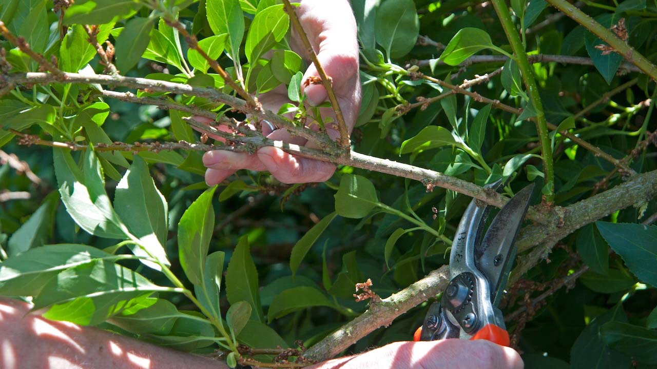 Someone pruning Forsythia after flowering - cutting back a side branch to a new shoot in early May.