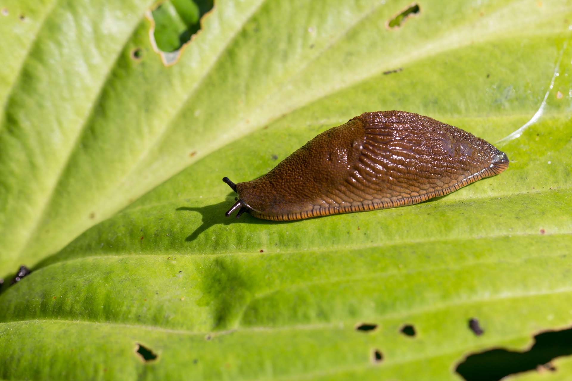 A slug on a leaf