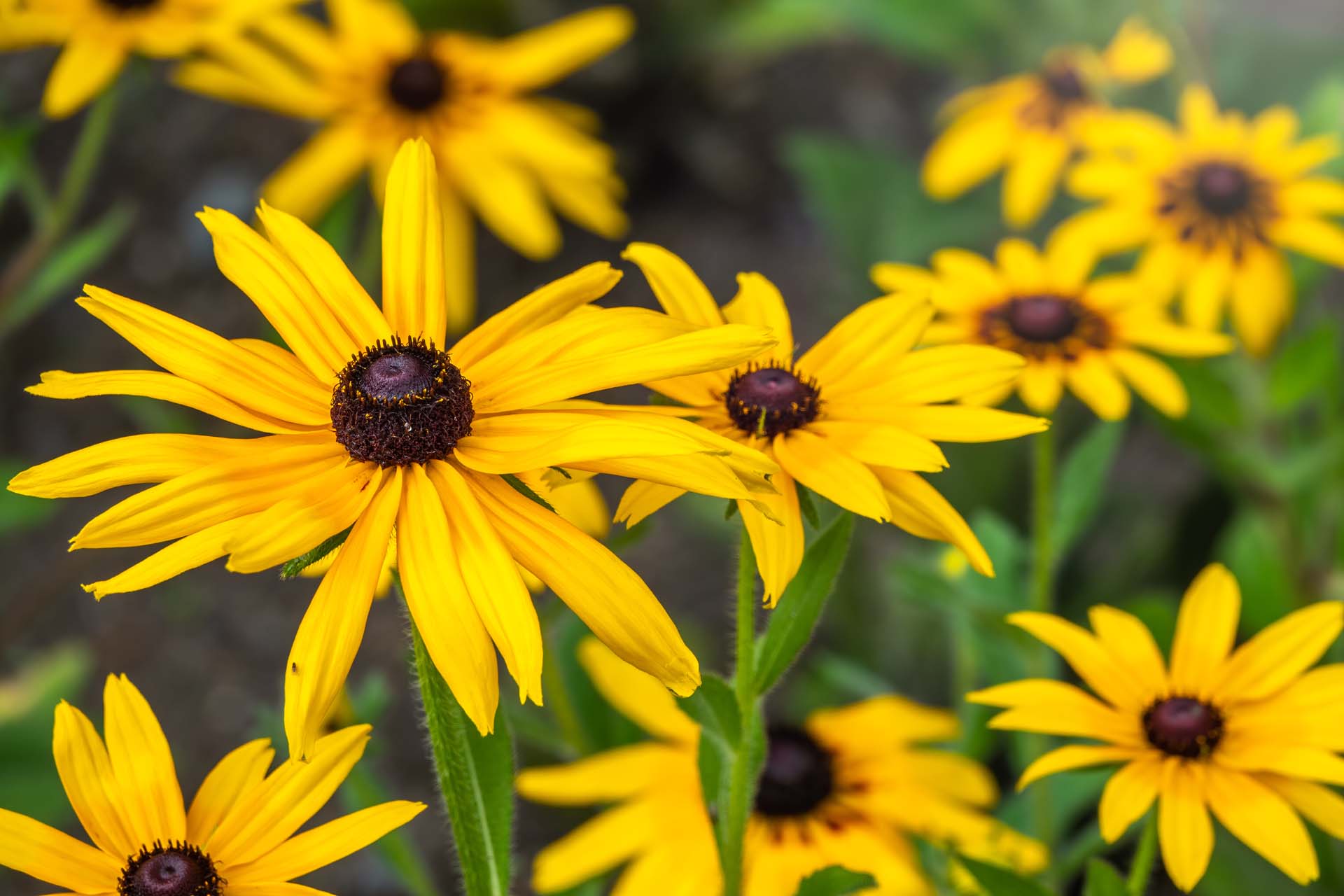 Rudbeckia's yellow star-like flower with a cone centre