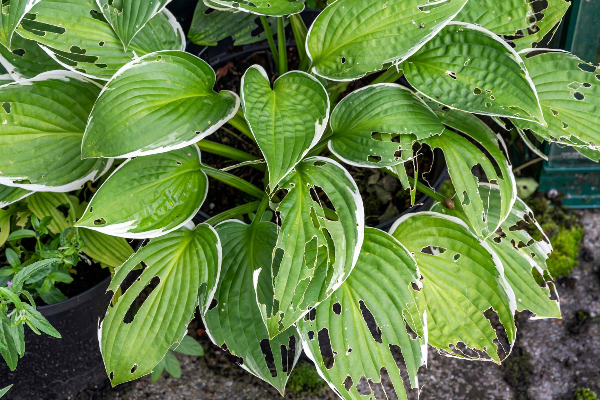 Hosta plant also known as plantain lily with snail and slug damage
