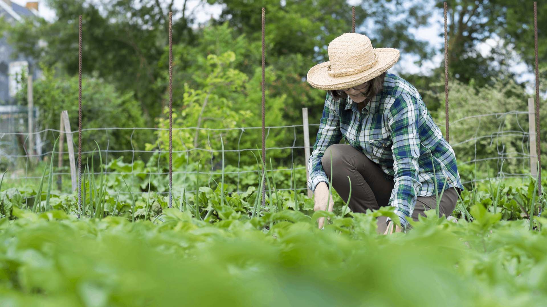 Woman crouching among her vegetable plants