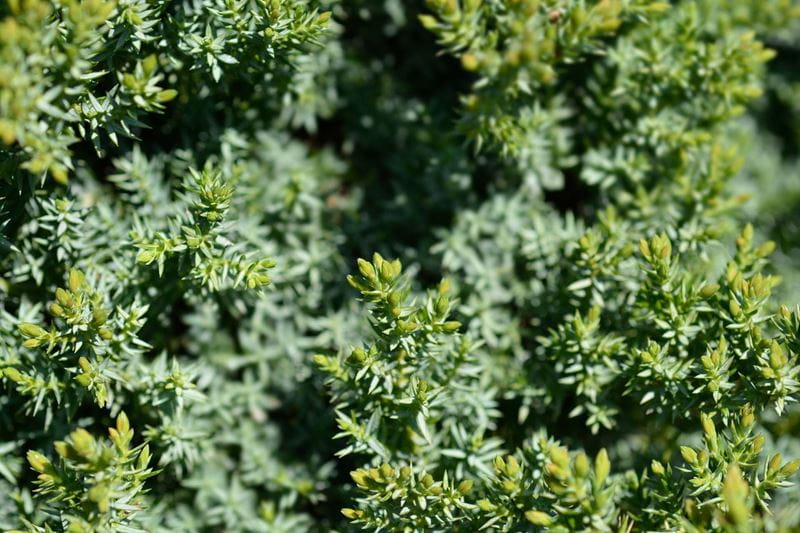 Low-growing Juniperus communis