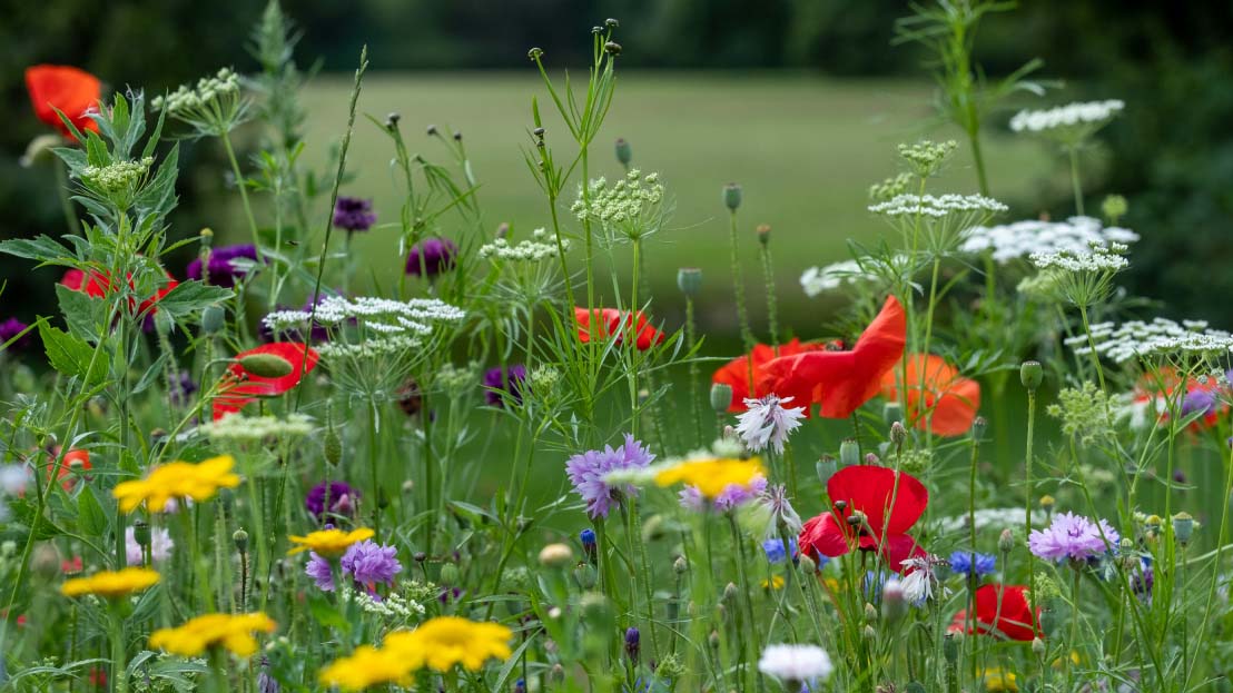 Close-up of blooming wildflowers in a meadow.