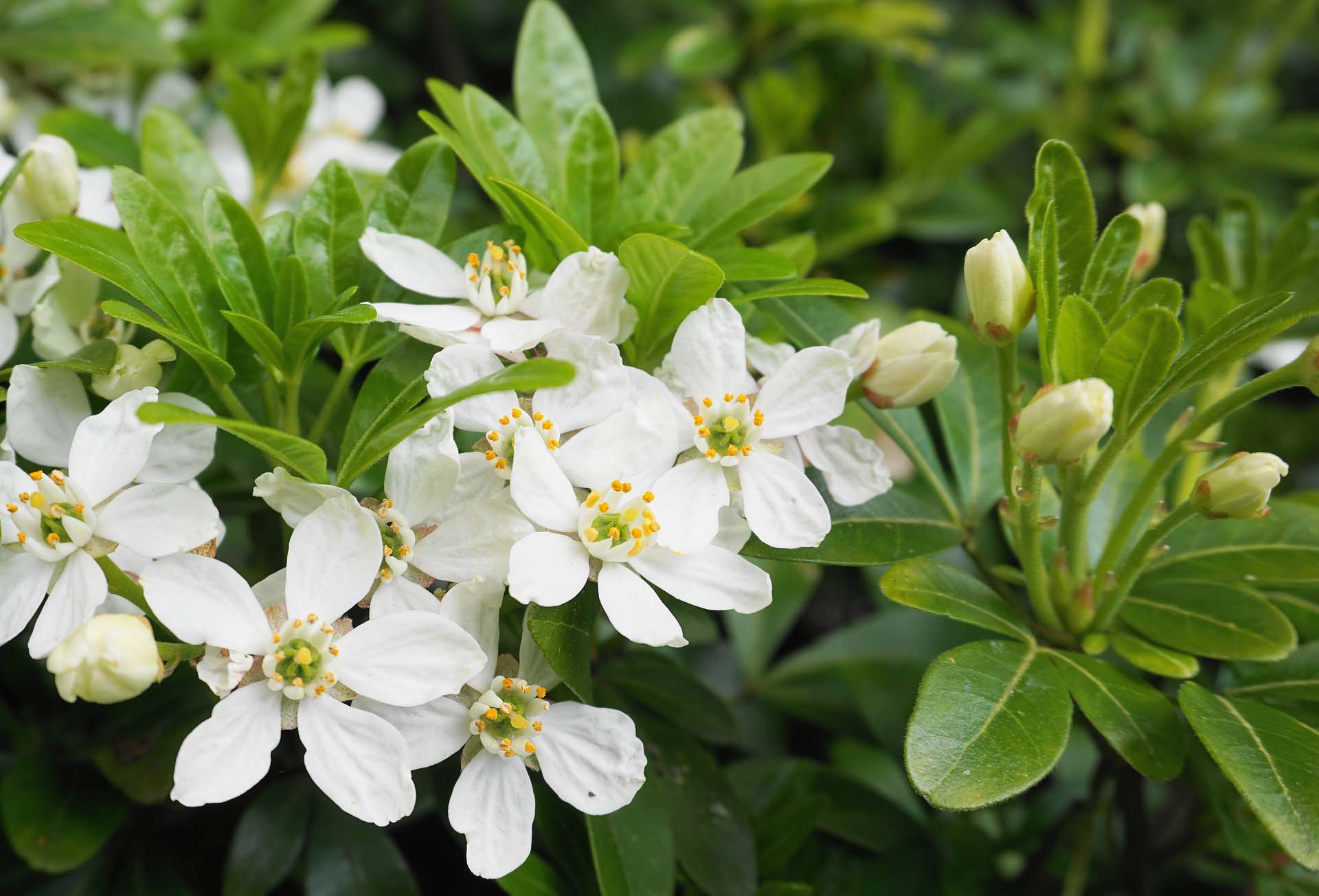 Choisya ternata with white star-like flowers