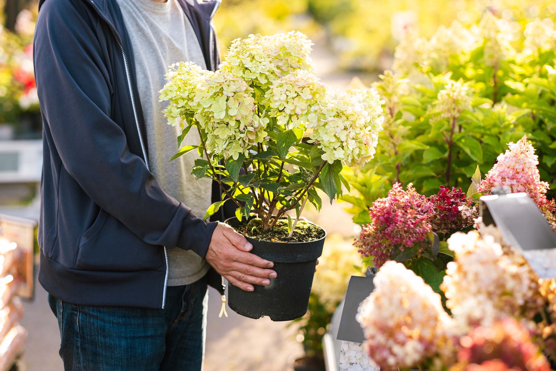 A person at a garden centre picking up a hydrangea in a pot