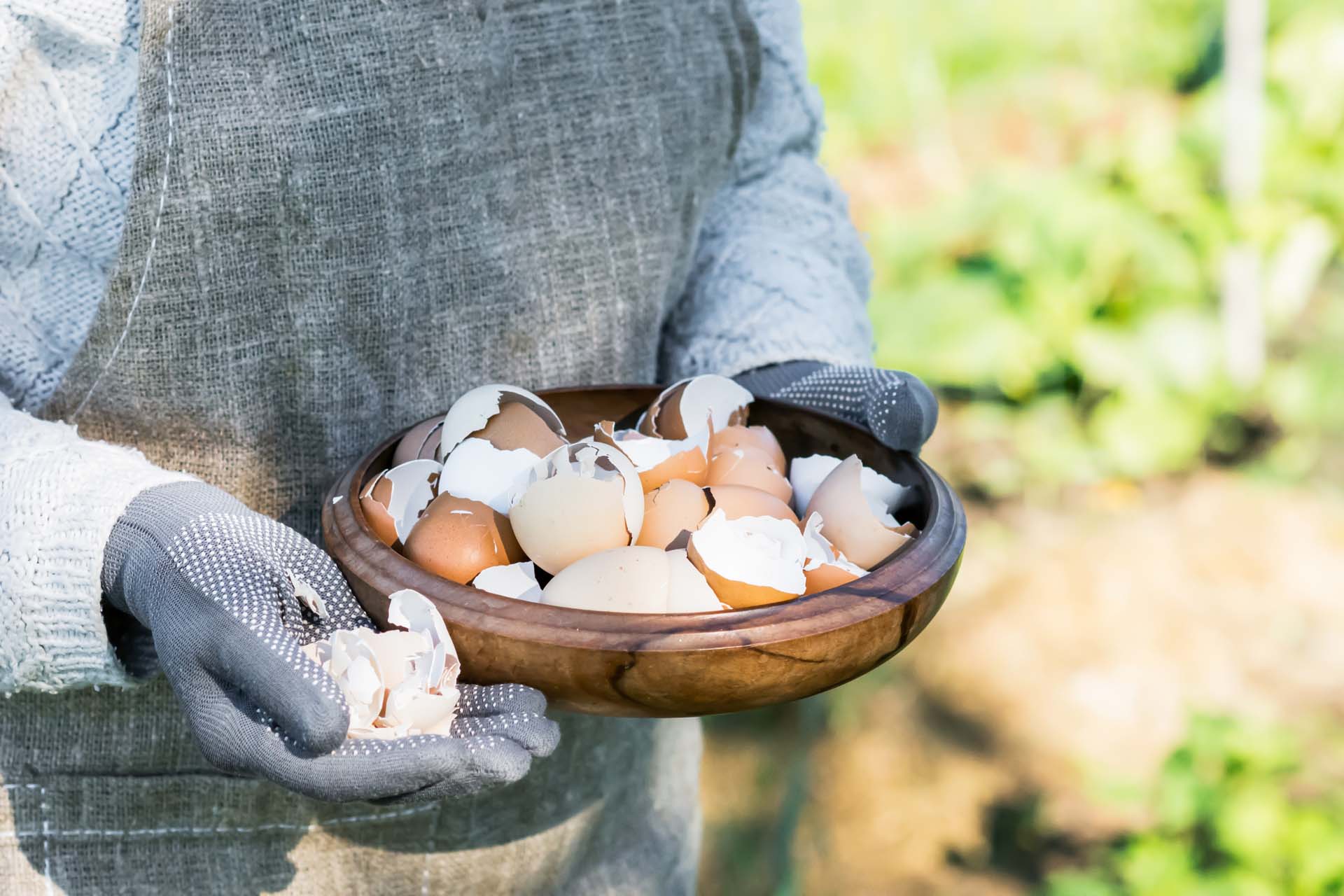 Brown and white eggshells placed in wooden bowl in hands of woman in vegetable garden background