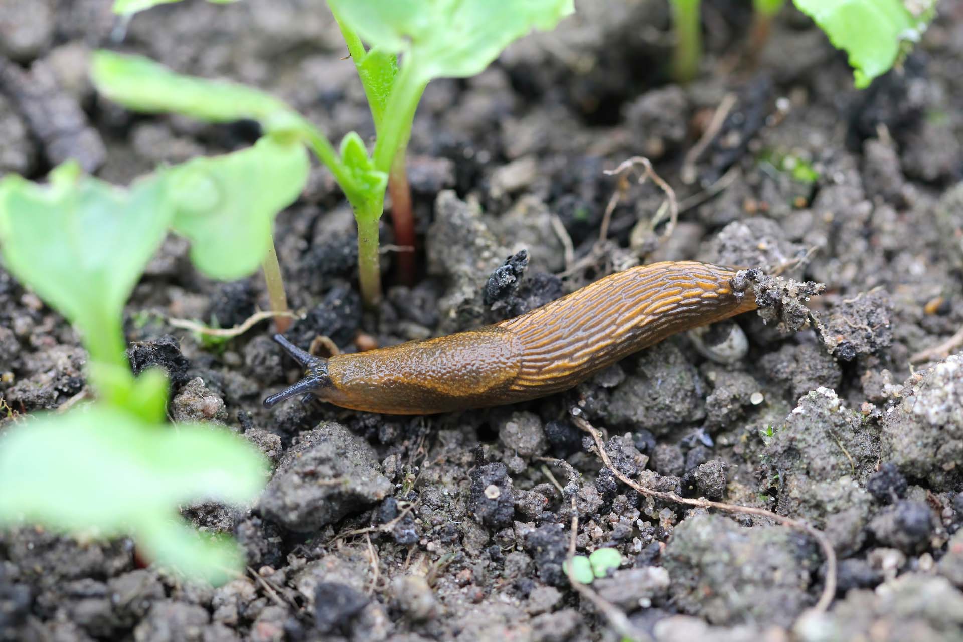A shellless snail, slug eating young vegetables, sprouting radish in the spring in a vegetable garden