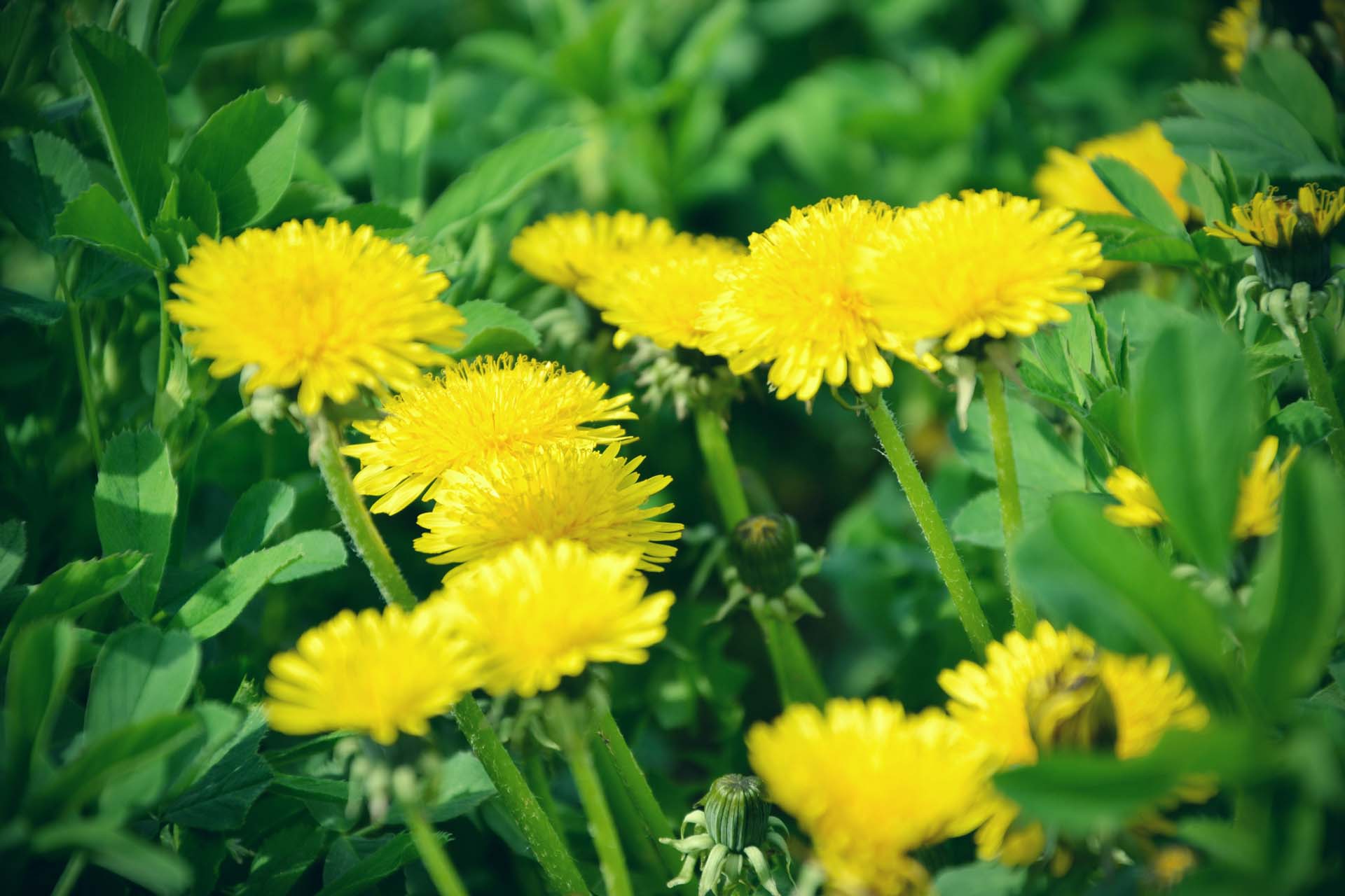 Close up of blooming yellow dandelion flowers in garden on spring time