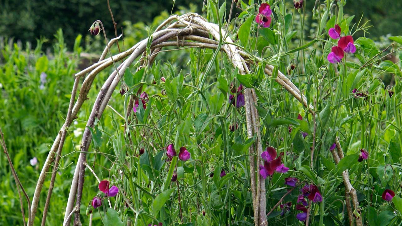 Wild evergreen field with lilac flowers around a artisanal pergola made of tree dried brunches