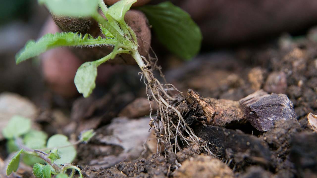 Close up of a weeding being remove