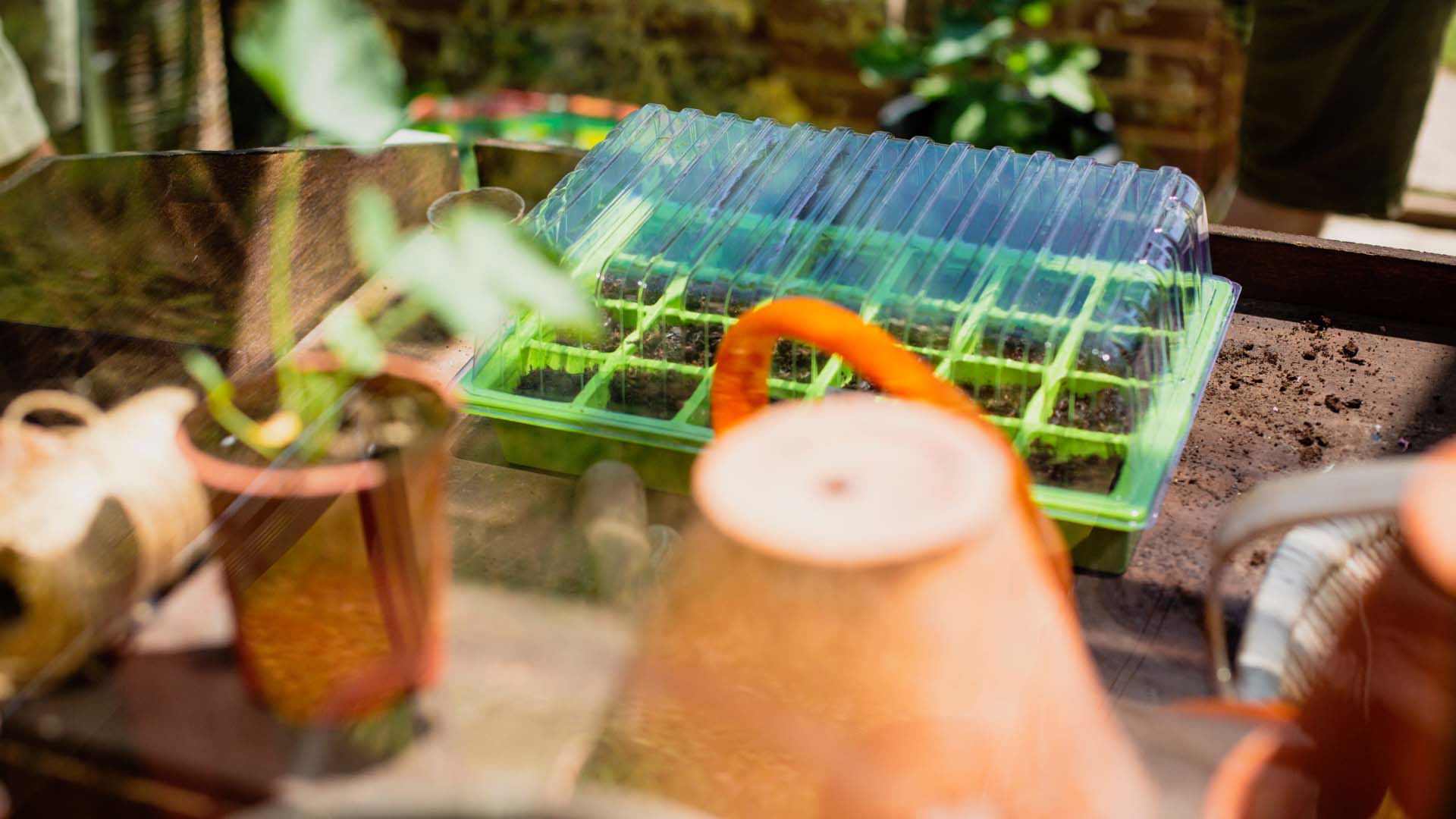 Green seeds tray with transparent lead in the sun on top of a wood garden work surface