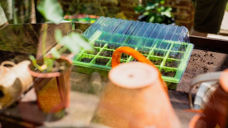 Green seeds tray with transparent lead in the sun on top of a wood garden work surface