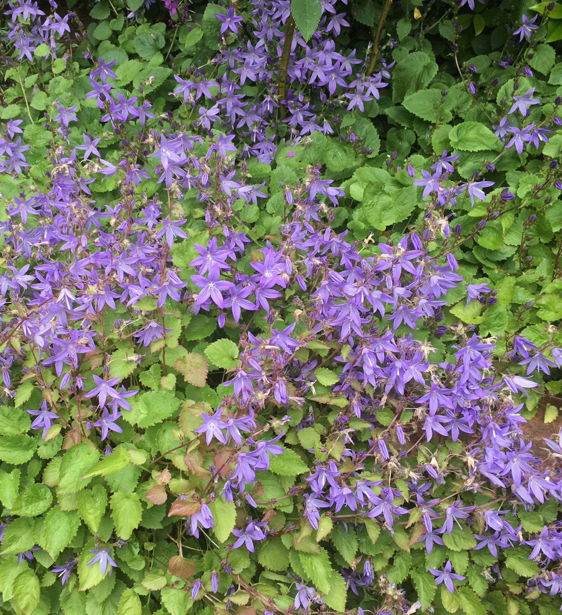 A Campanula plant with bright purple flowers
