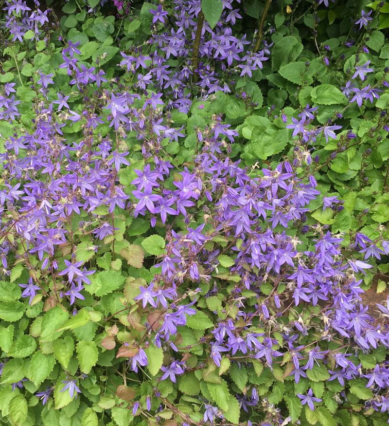A Campanula plant with bright purple flowers