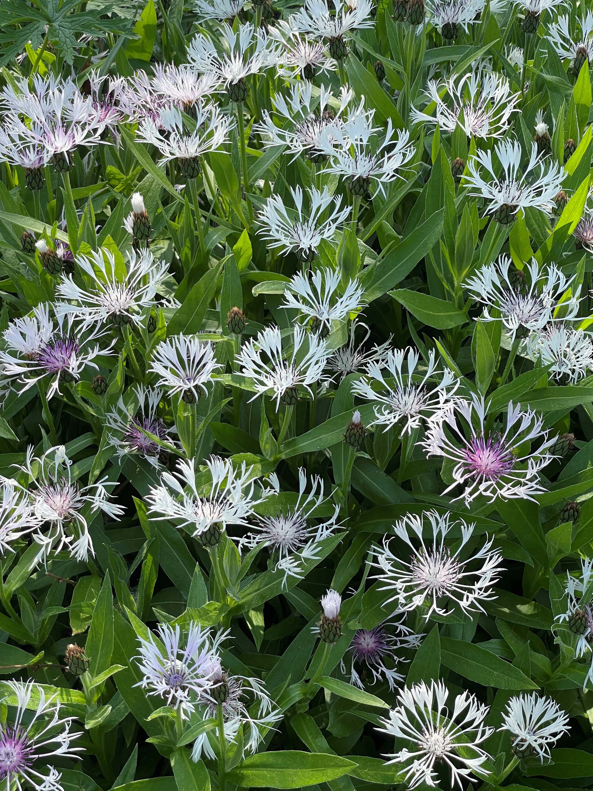 Centaurea montana is a clump-forming plant