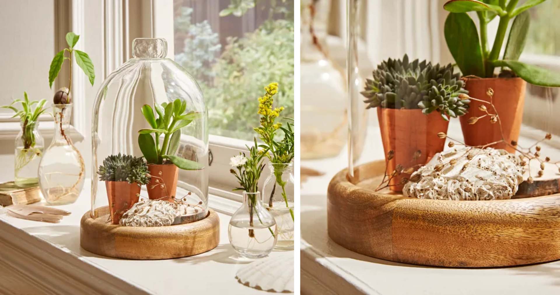 A window sill decorated with glass bottles and greenery, and a glass cloche containing potted cacti