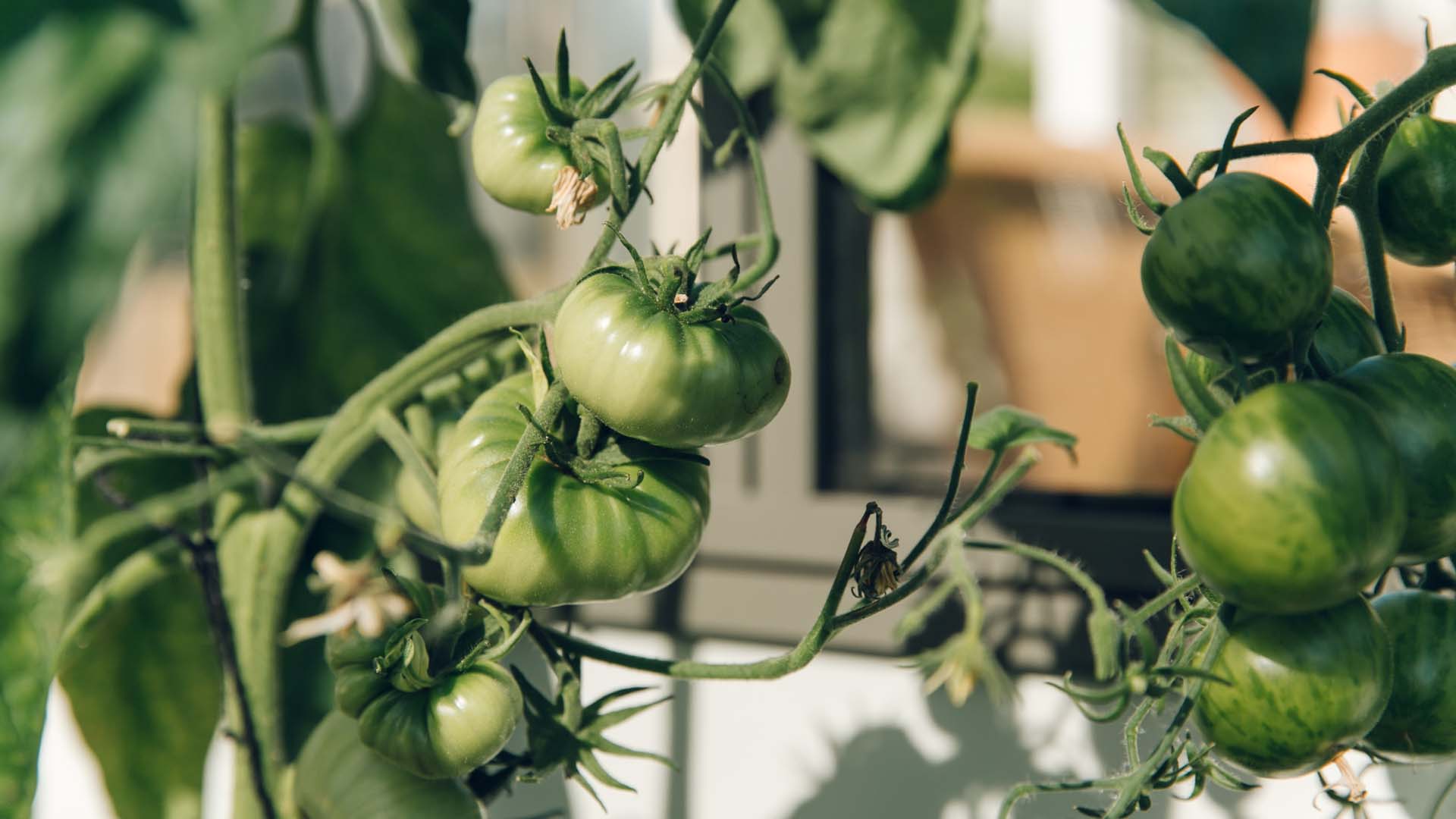 Close up of baby green tomatoes