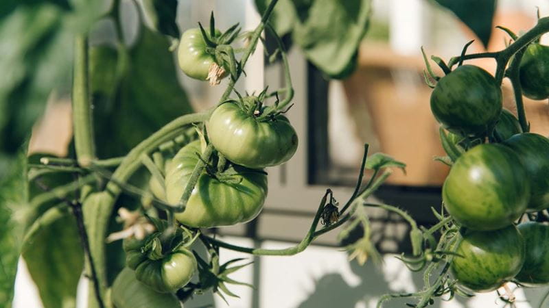 Close up of baby green tomatoes