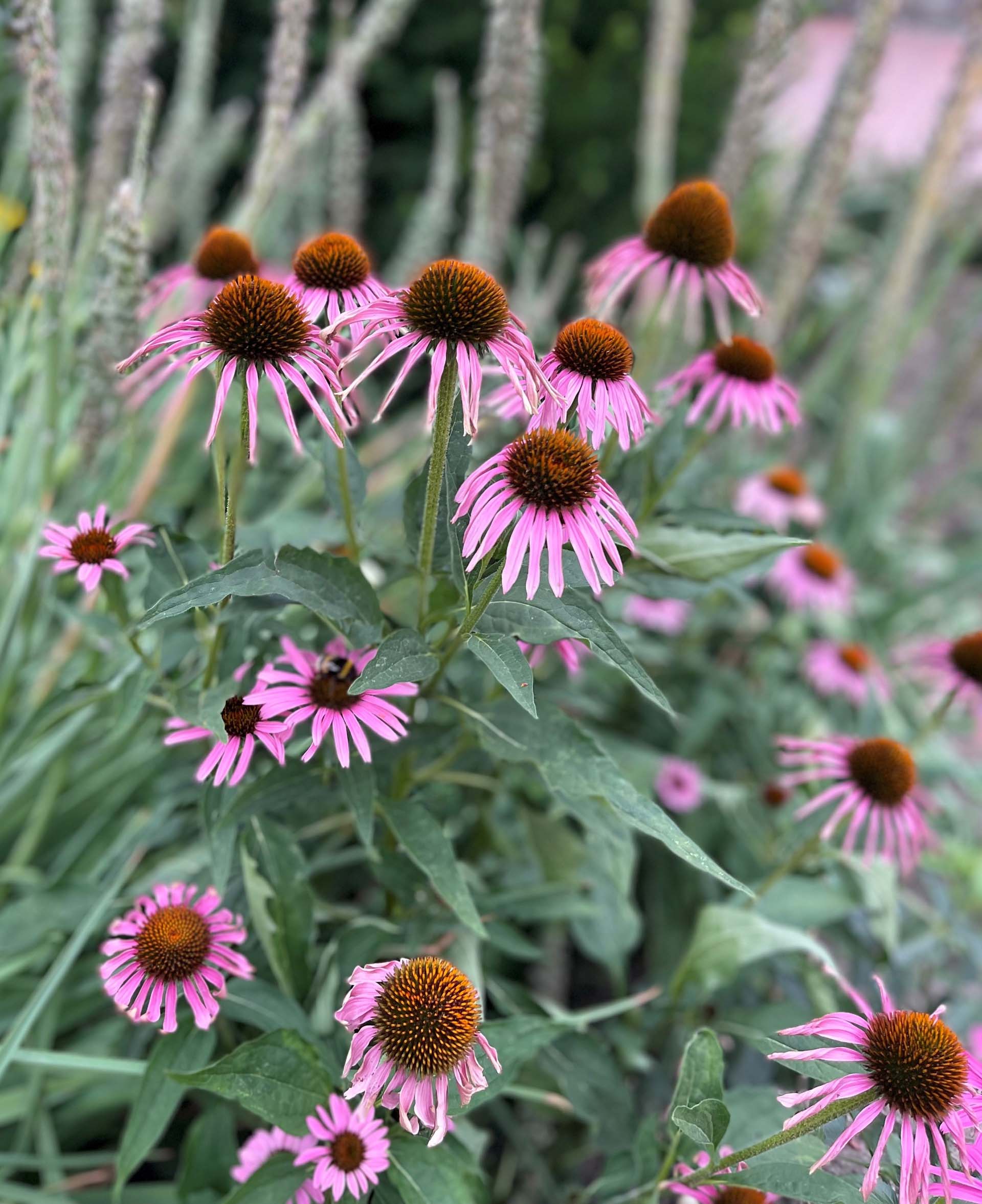 Echinacea 