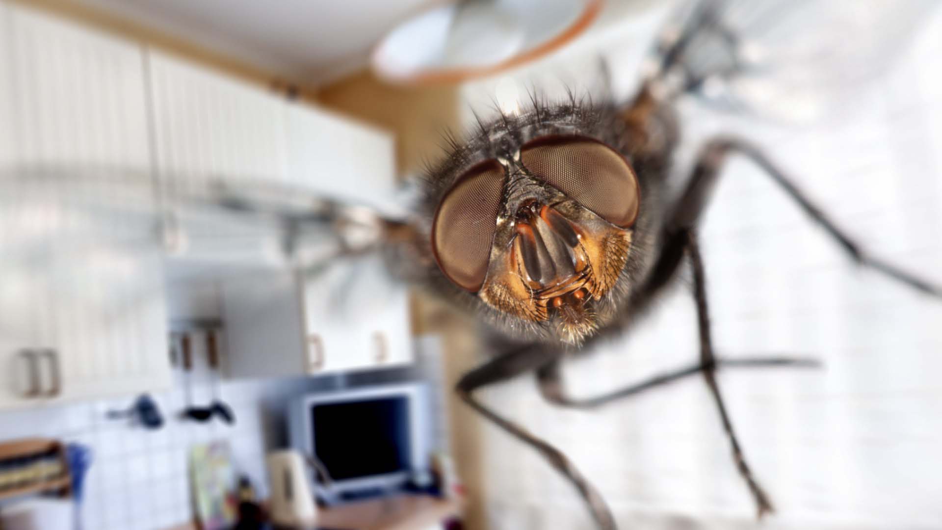Close up of a fly in a home