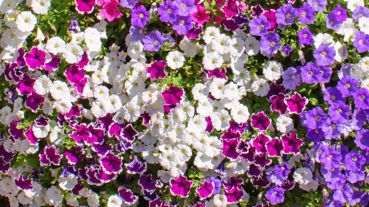 A basket filled with beautiful petunias | Getty/Tunatura