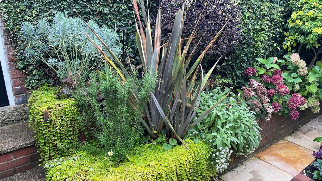 Small garden path on the right of a door, lined with colorful plants and flowers of various textures and heights.