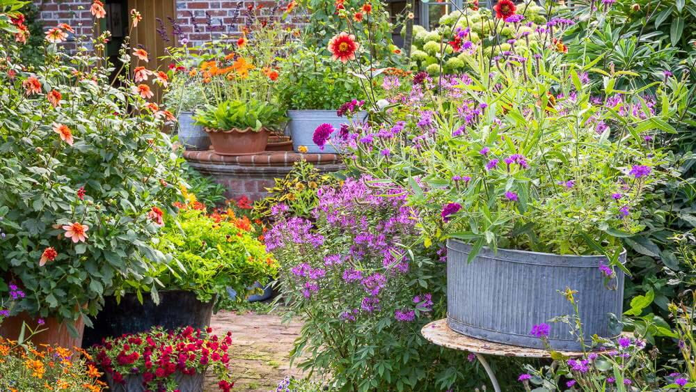 Containers in the Dutch Yard. Cleome 'Señorita Rosalita', Nemesia 'Lady Lisa', Dahlia 'Abigail', 'Totally Tangerine' and 'Sarah Raven'