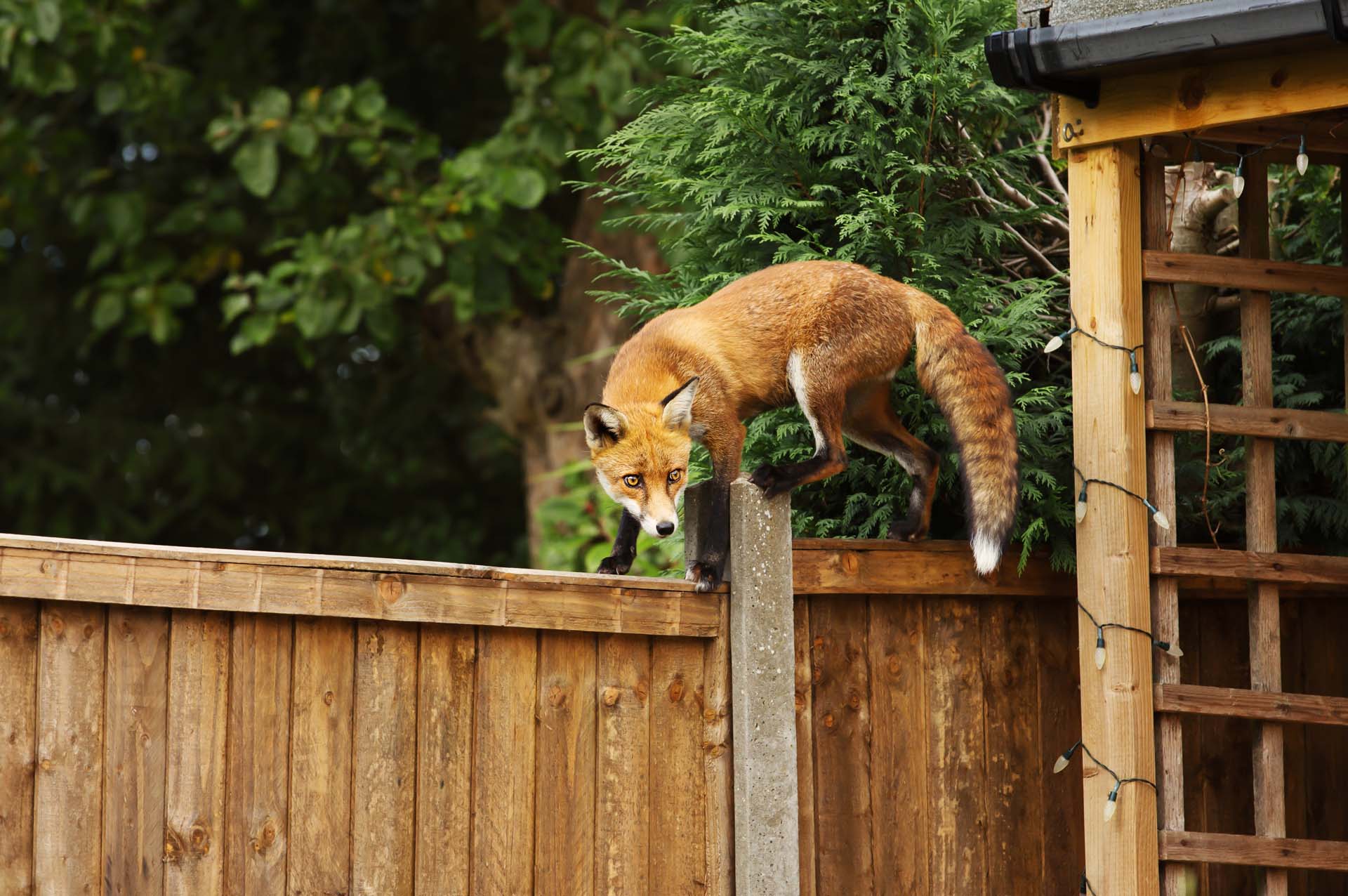 Close up of a Red fox walking on a fence in the back garden , England, UK