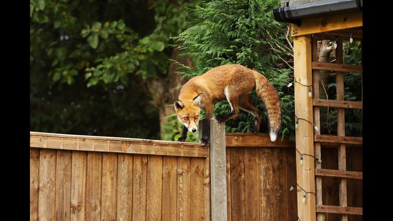 How to keep foxes out of your garden