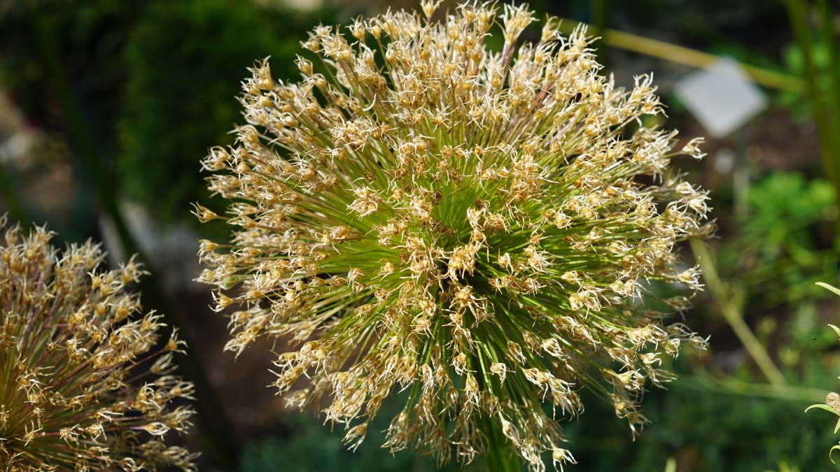 An allium head gone to seed