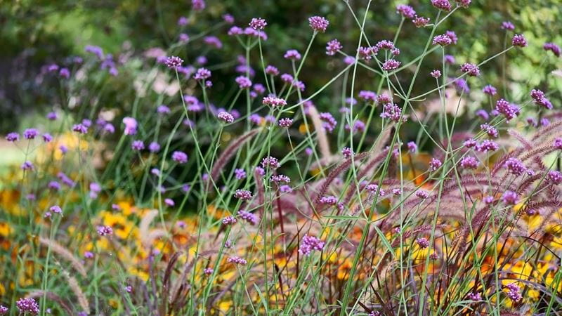 A variety of spring flowers