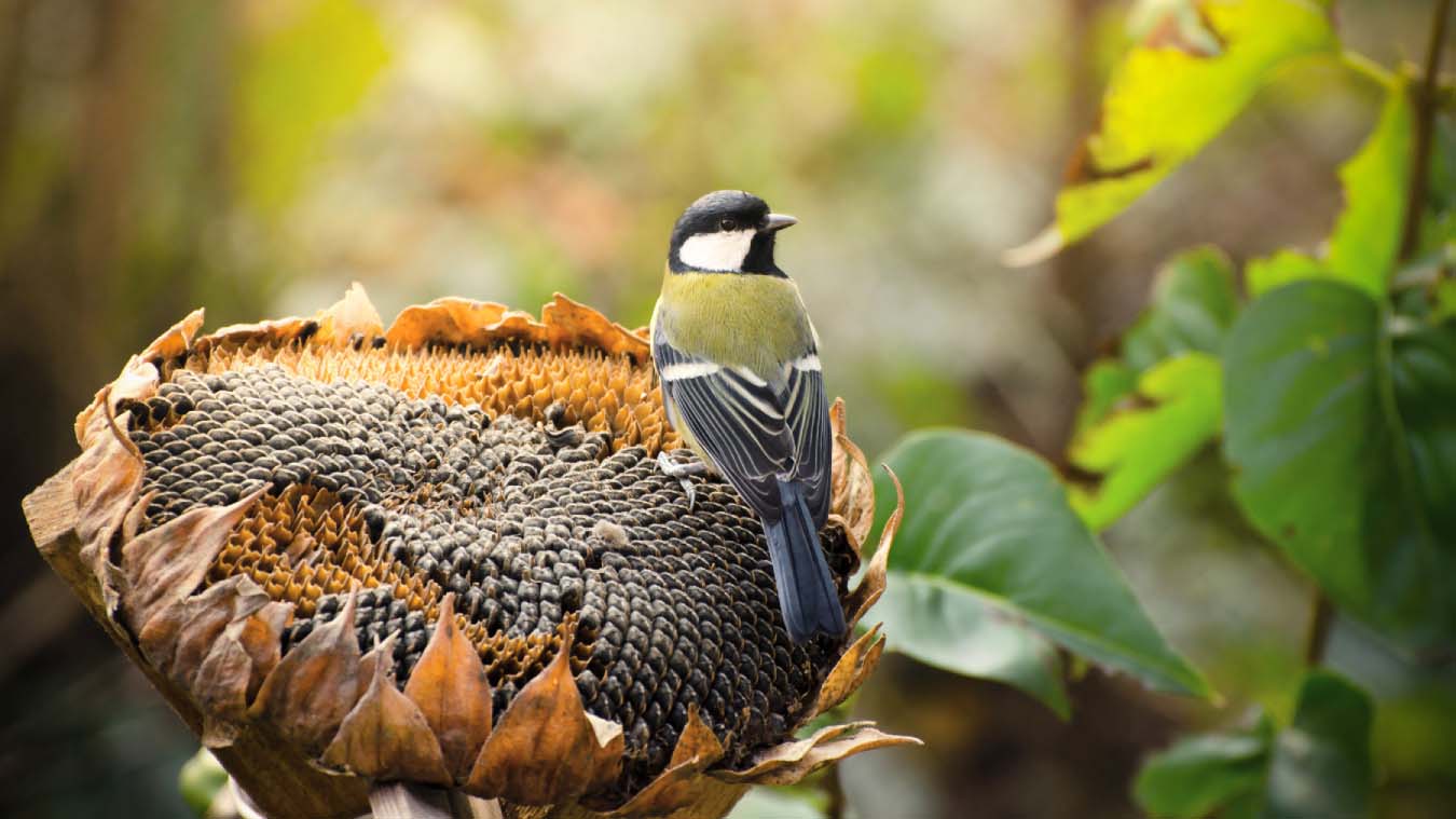 A blue tit on a sunflower enjoying the seeds