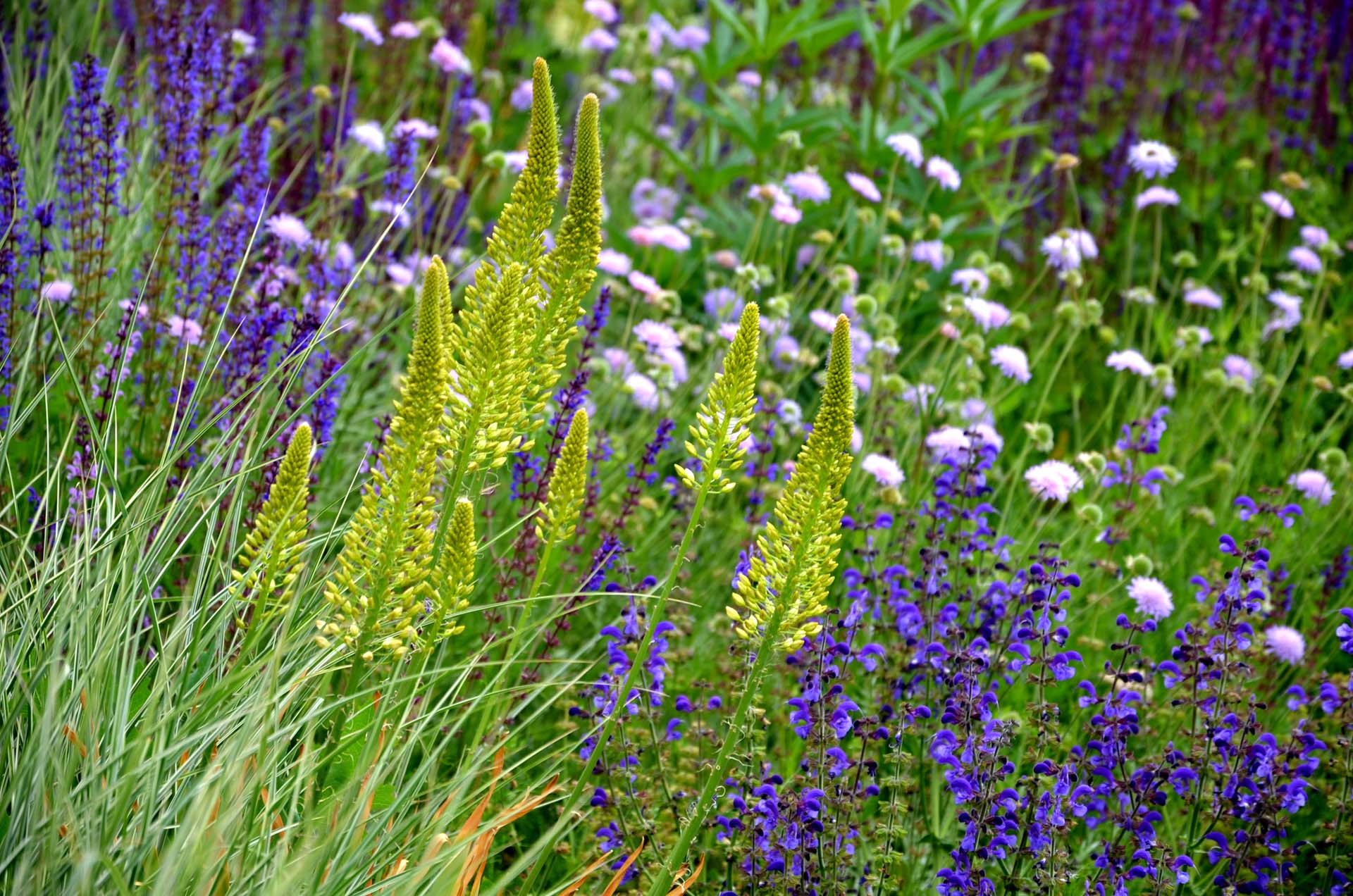 Perennial plants