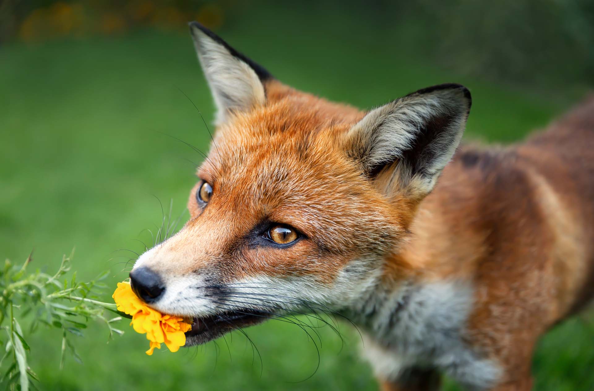 How to keep foxes out of your garden