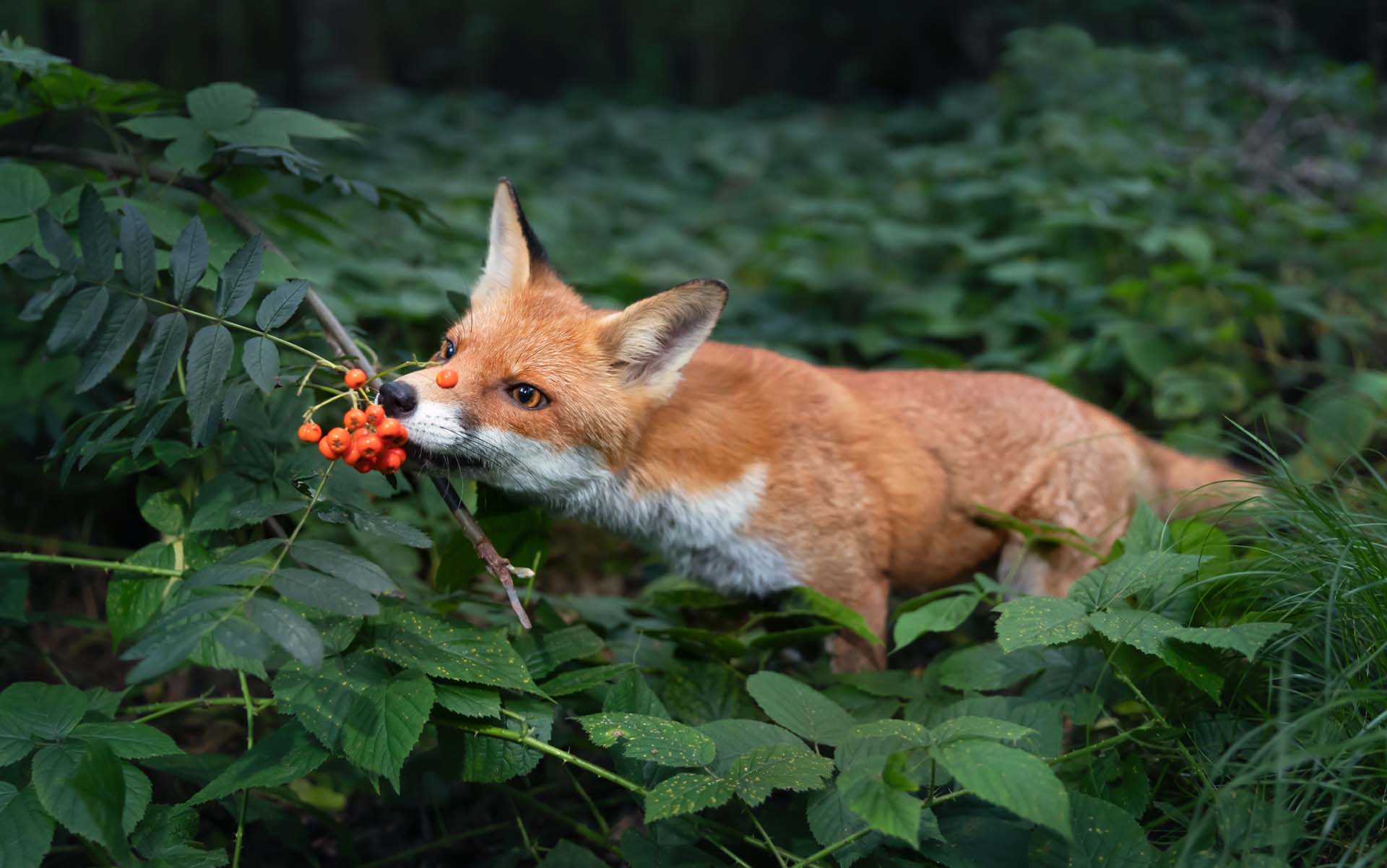Close up of a Red fox (Vulpes vulpes) cub smelling rowan berries in late summer, UK